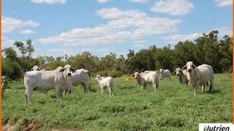 Horse Property for Sale - 0 Landsborough Hwy Mckinlay QLD 