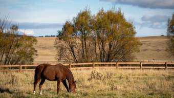 Horse Property for Sale - 3609 Mid Western Highway Blayney NSW 2799