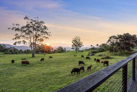 429A Main Western Road Tamborine Mountain QLD 4272