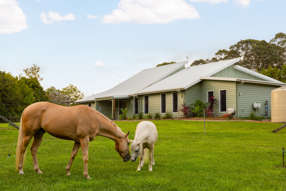 Horse Property for Sale - 48 Hamilton Close Mooloolah Valley QLD 4553