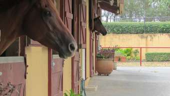 Horse Property for Sale - 221 Pierce Avenue Bells Creek QLD 4551