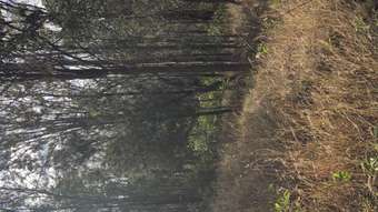 Horse Property for Sale - 81 RANDWICK DRIVE Mundoolun QLD 4285