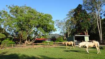 Horse Property for Sale - 48 Rainford Drive Boambee NSW 