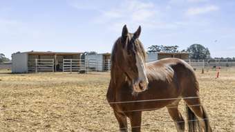 Horse Property for Sale - 5 Fergusons Road Glenormiston North VIC 3265