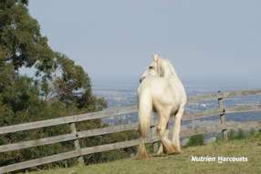 Horse Property for Sale - 482 Old Whitelaws Track Devon North VIC 3971