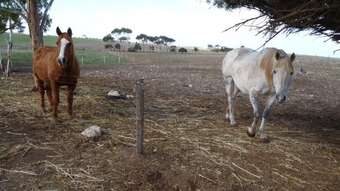 Horse Property for Sale - 134 Boundary North Rd Mulgundawa SA 