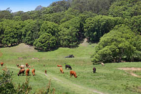 1039 Currumbin Creek Road Currumbin Valley QLD 4223