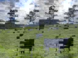 Horse Property for Sale - 2319 Moss Vale Road Kangaroo Valley NSW 2577