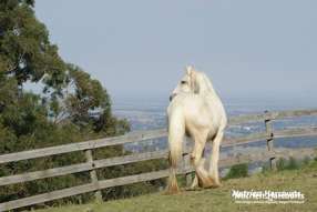 Horse Property for Sale - 482 Old Whitelaws Track Devon North VIC 3971