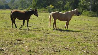 Horse Property for Sale - 743 Plunket Road Cedar Creek QLD 