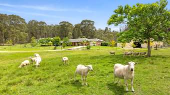 Horse Property for Sale - 62  Jedel Drive Catalina NSW 2536