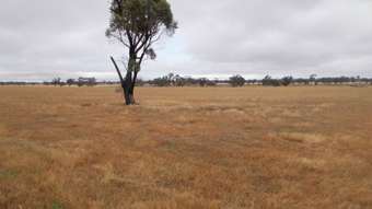 Horse Property for Sale - Proposed L Finlayson Road Bordertown SA 5268