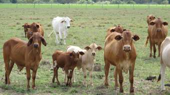 Horse Property for Sale - 199 Yandina Bli Bli Road Maroochy River QLD 4561