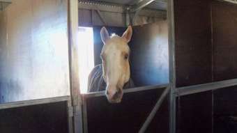 Horse Property for Sale - 1072 Manning Hill Road Bunyah NSW 