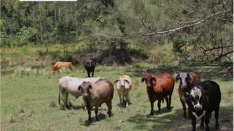 Horse Property for Sale -  Smiths Creek Road Kyogle NSW 2474