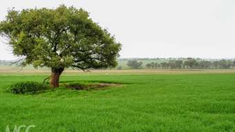 Horse Property for Sale - Lot 20 &am Henry Parkes Way Manildra NSW 2865