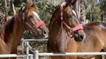 Horse Property for Sale - 38 Elizabeth Place Karragullen WA 6111