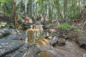 Horse Property for Sale - 28a Geissmann Street Tamborine Mountain QLD 4272