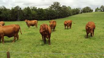 Horse Property for Sale - Crohamhurst QLD 