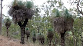 Horse Property for Sale - Lots 78 &  Summerland Way - Old Grevillia Kyogle NSW 2474